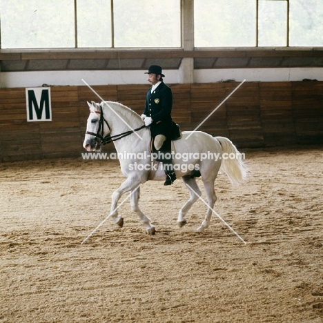 lipizzaner in display in Great Riding Hall at lipica, pirouette