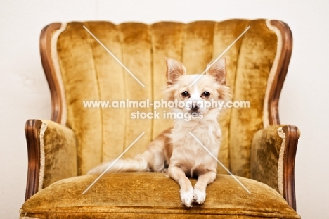 Chihuahua sitting on fancy chair