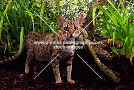 bengal near greenery