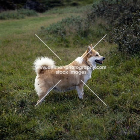 iceland dog standing in grass at gardabaer,  iceland