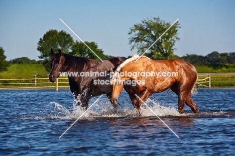 two quarter horses walking through water