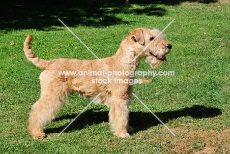 Lakeland Terrier posed