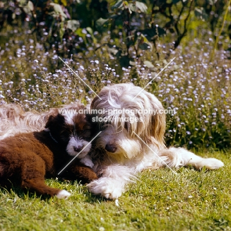bearded collie and puppy lying on grass