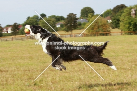 Border Collie catching ball