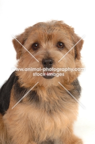 Norfolk Terrier looking at camera