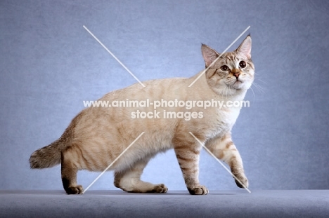 American Bobtail