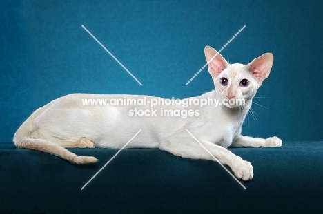 cream point Siamese cat