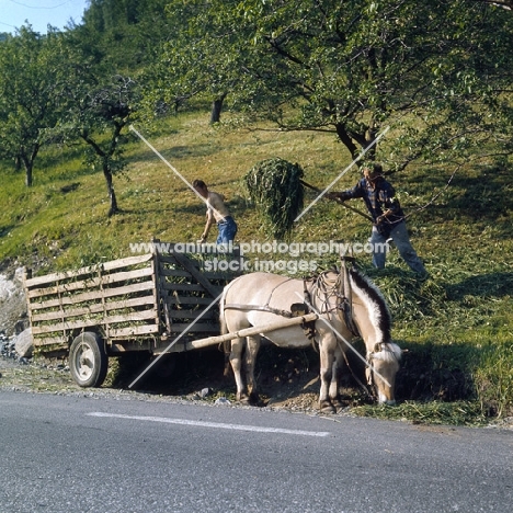 Fjord Pony at roadside with hay cart, in Norway