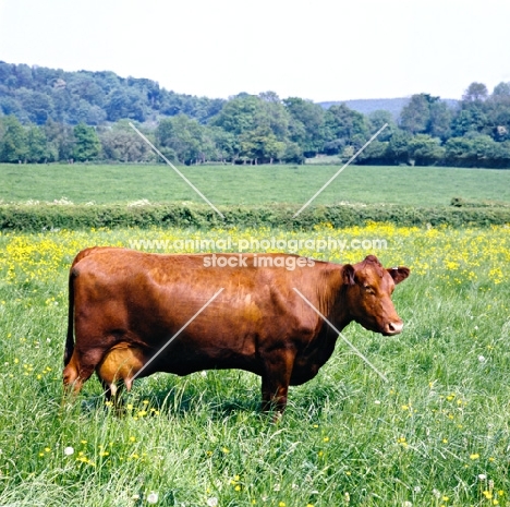 red poll cows at bosley court