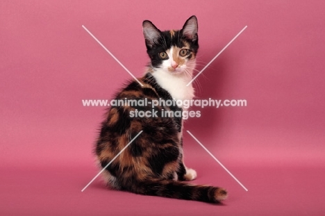 young black tortie & white Household cat, back view