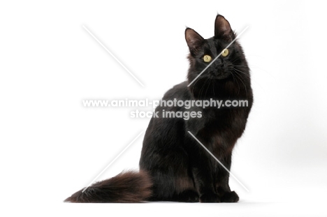 black Turkish Angora cat, sitting down