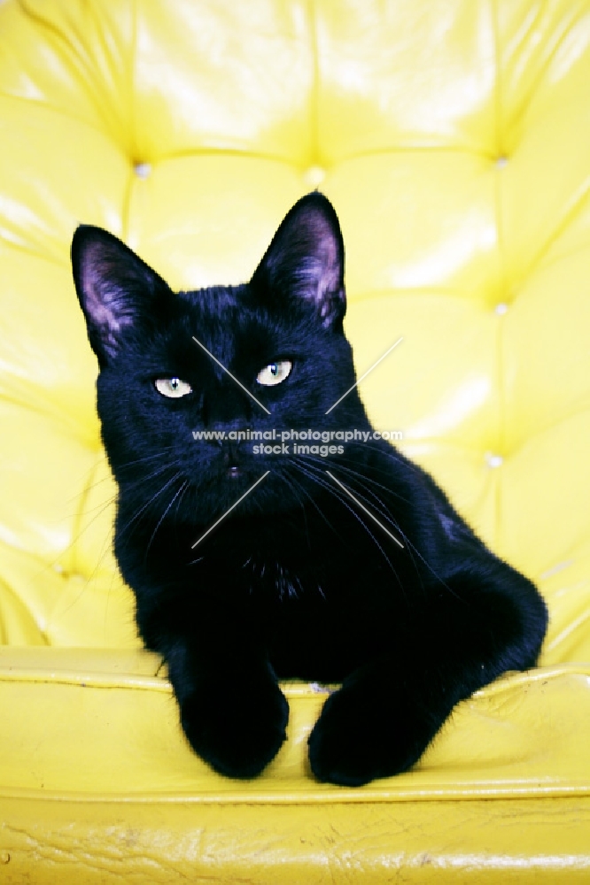 Black cat laying on yellow chair
