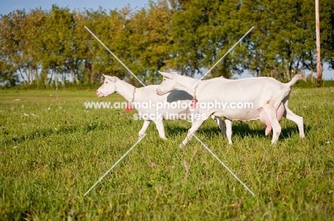 pair of Saanen dairy goats running in meadow