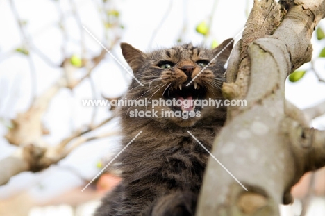 long haired tabby cat meowing from high in a tree