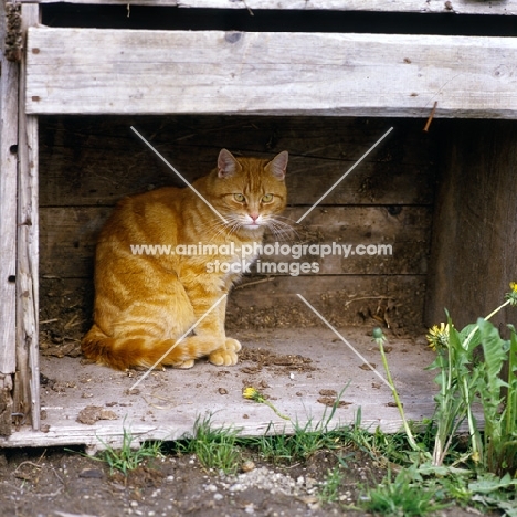 ginger farm cat sitting