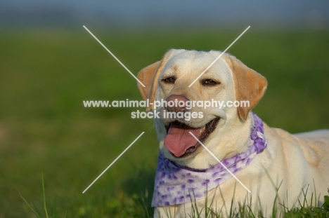 yellow labrador smiling and wearing a bandana