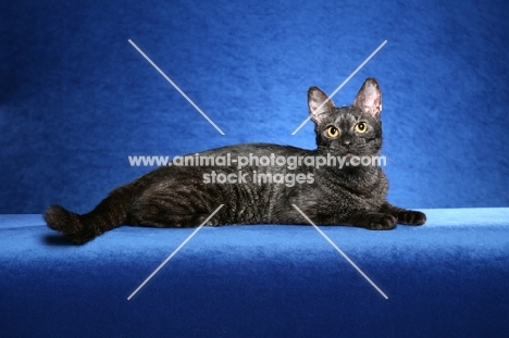 Chausie on blue background