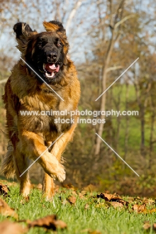 Leonberger running