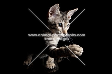 peterbald kitten shaking paw