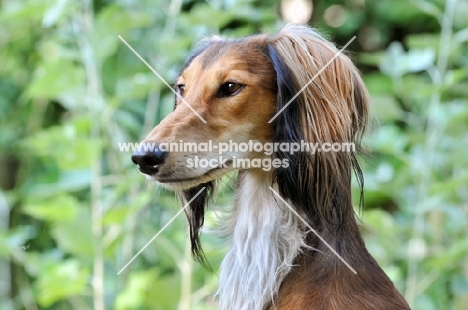 Saluki