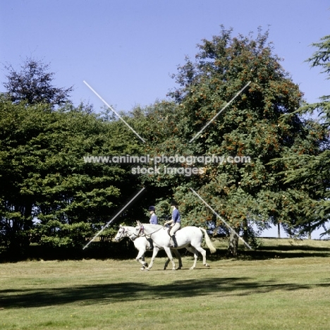 two girls riding their ponies