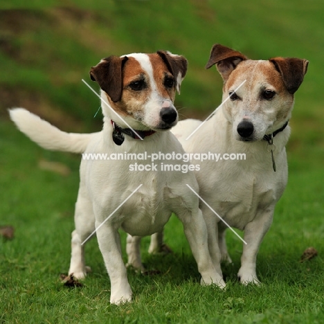 tan and white two jack russells
