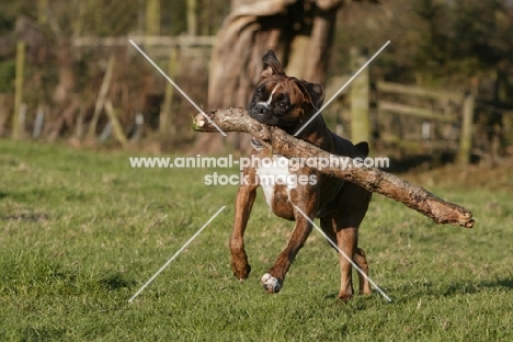 Boxer with big branch