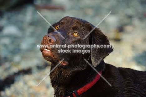 Head shot of Chocolate Lab.