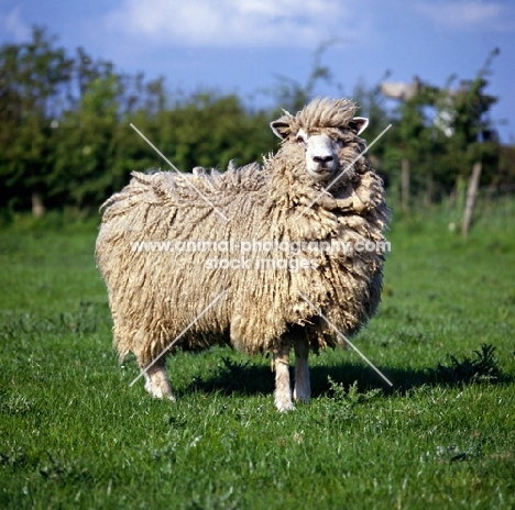 cotswold sheep looking proud