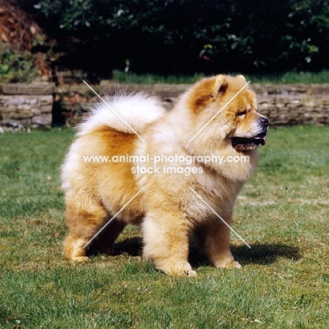 ukwong king soloman, dog world 'top CC winners' 3rd, Breed cc record holder, chow top-winning dog
all-breeds in england for two  years.