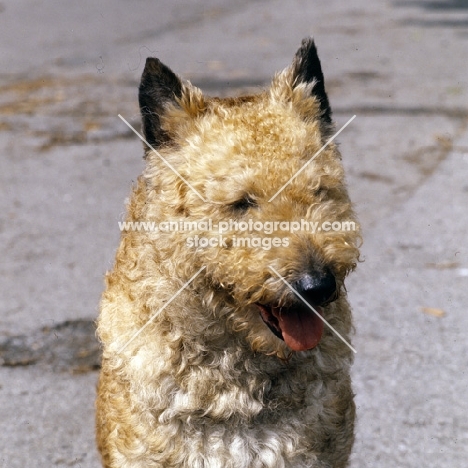 caesar,  happy laekenois, portrait,