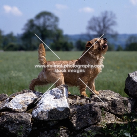 titian letitia (brillo), norfolk terrier standing on a wall looking up