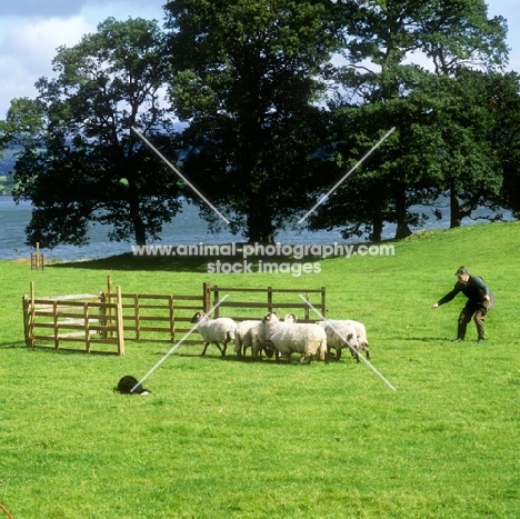 penning sheep in trials