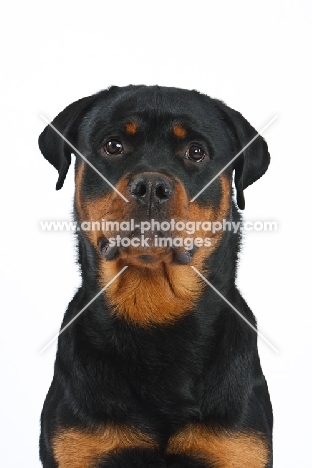 Rottweiler portrait