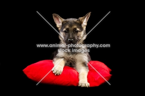 German Shepherd (aka Alsatian) puppy on red pillow