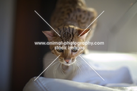 young Bengal cat prowling