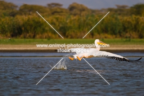 Great White Pelican taking flight from Lake Naivasha