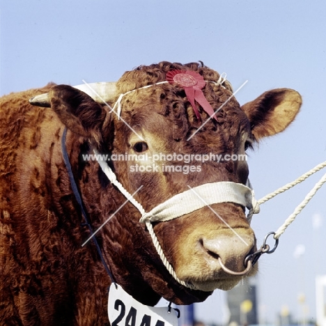 devon bull, portrait