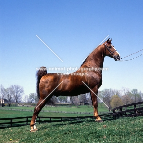 Sparkling Sultan, American Saddlebred, posed in Kentucky, USA