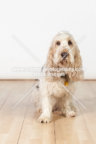 Grand Basset Griffon Vendeen sitting on floor