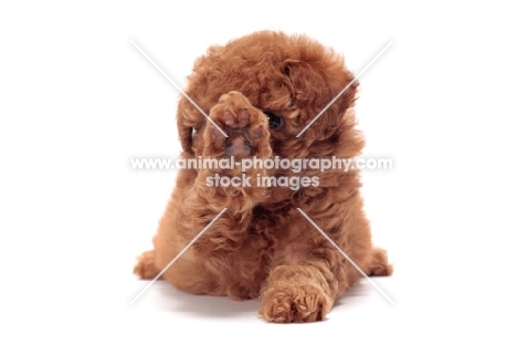apricot coloured Toy Poodle puppy, hiding