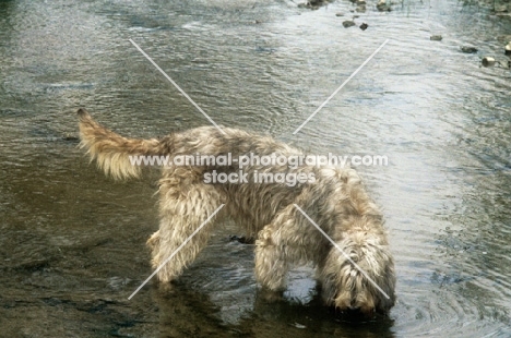 otterhound, am ch billekin amanda grizzlet, drinking from river