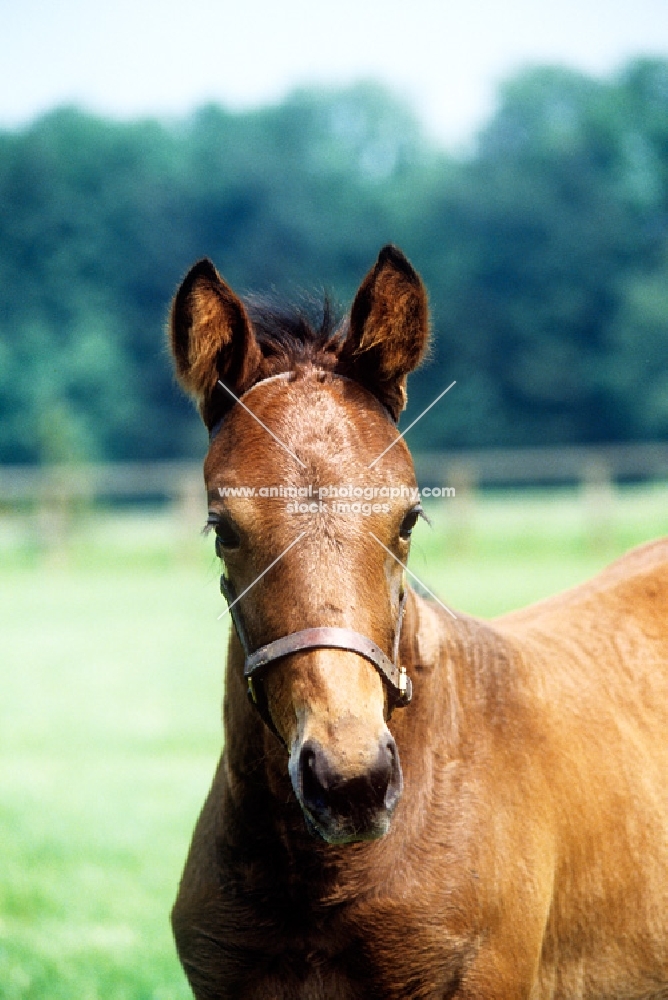 thoroughbred foal looking at camera