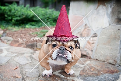 english bulldog wearing hat