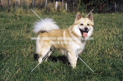 Iceland Dog on grass