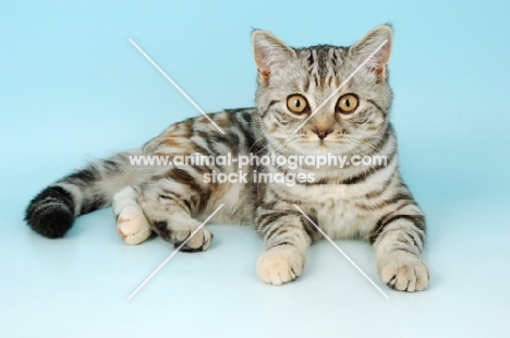 tortie silver tabby cat