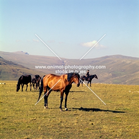 Kabardine stallion with taboon and cossack riding in Caucasus mountains