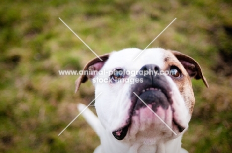 American Bulldog looking up