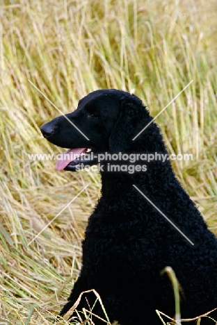 ch darelyn natasha, curly coat retriever head and shoulder shot 