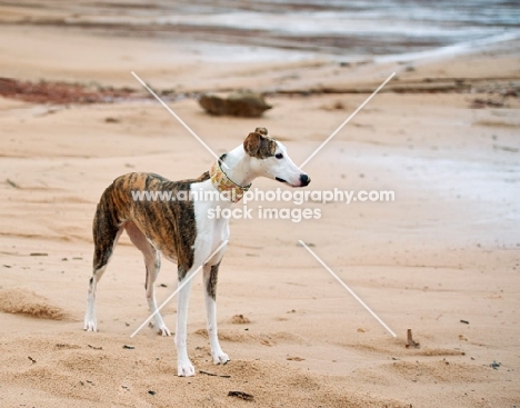 Whippet on beach